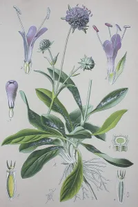 Succisa Pratensis Drucke: Devil's-bit scabious (Succisa pratensis)