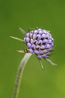 Succisa Pratensis Drucke: Devil's-bit scabious (Succisa pratensis)