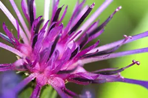 Lilac Blossom Image Drucke: Detail of a devils claw flower