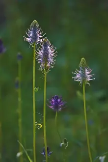 Medicinal Plants Europe Drucke: Devil's claw, May, Germany
Devil's claw