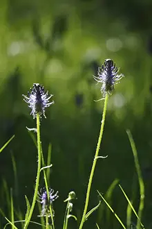 European Medicinal Plants Drucke: Devil's claw, May, Germany
Devil's claw