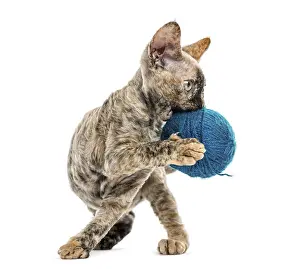 Devon Rex Cat Drucke: Devon rex cat carring a wool ball isolated on white