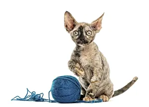 Devon Rex Cat Drucke: Devon rex cat playing with a wool ball isolated on white