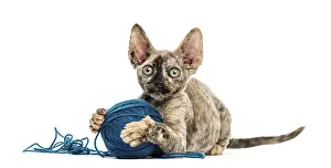 Devon Rex Cat Drucke: Devon rex cat playing with a wool ball isolated on white