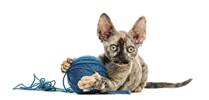 Devon Rex Cat Drucke: Devon rex cat playing with a wool ball isolated on white