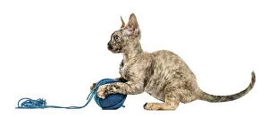 Devon Rex Cat Drucke: Devon rex cat playing with a wool ball isolated on white