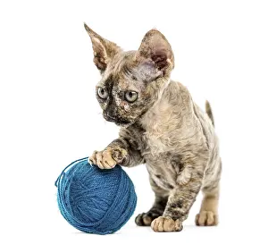 Devon Rex Cat Drucke: Devon rex cat playing with a wool ball isolated on white