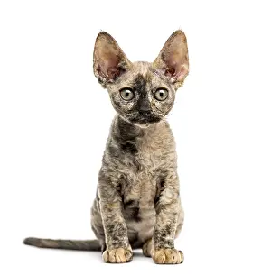 Devon Rex Kat sitzt isoliert auf weiß.