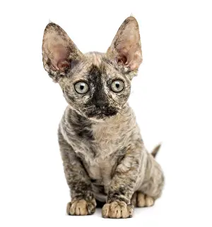 Devon Rex Cat Drucke: Devon rex cat sitting isolated on white