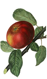 European Fruit Varieties Drucke: The Devonshire Quarrenden is an apple of unknown origin