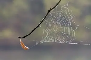Deciduous Tree Branches Drucke: Dew-covered cobweb between a branches of a birch at dawn