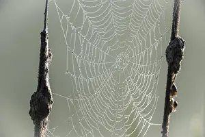Dewy Spider Web Drucke: Dew-covered spider web between cattails
