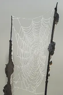 Central Europe Water Plants Drucke: Dew-covered spider web between cattails