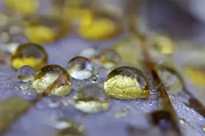 Daytime Nature Scene Drucke: Dew drop in autumn on maple leaf