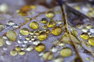 Autumn Dew Drop Drucke: Dew drop in autumn on maple leaf