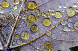 Autumn Dew Drop Drucke: Dew drop in autumn on maple leaf