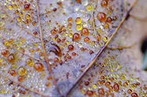 Autumn Dew Drop Drucke: Dew drop in autumn on maple leaf