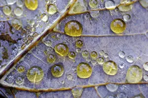 Autumn Dew Drop Drucke: Dew drop in autumn on maple leaf