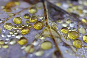 Autumn Dew Drop Drucke: Dew drop in autumn on maple leaf