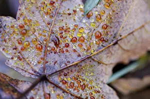 Autumn Dew Drop Drucke: Dew drop in autumn on maple leaf