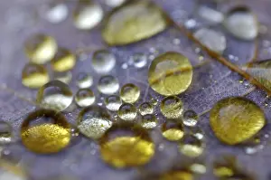 Autumn Dew Drop Drucke: Dew drop in autumn on maple leaf