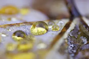 Autumn Dew Drop Drucke: Dew drop in autumn on maple leaf