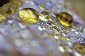 Autumn Color Nature Photography Drucke: Dew drop in autumn on maple leaf