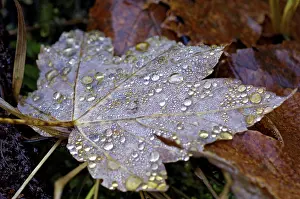 Maple Tree Exterior View Drucke: Dew drop in autumn on maple leaf
