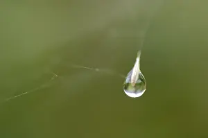 Close Up Spider Web Drucke: Dew drop hanging in a spider net