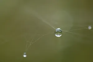 Macro Dew Drop Drucke: Dew drop hanging in a spider net