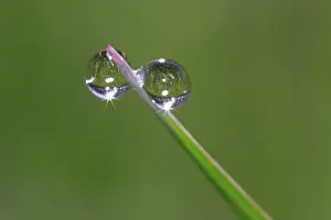 Close Up Dew Drops Drucke: Dew drops