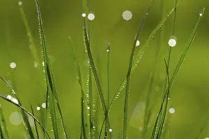 Willow Tree Reflection Drucke: Dew drops