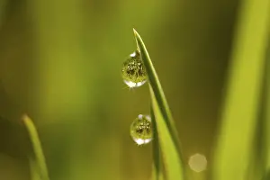 Raindrop Structure Drucke: Dew drops