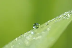 Green Meadow Scene Drucke: Dew drops