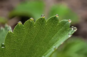 Macro Photography Drucke: Dew drops on the edge of a strawberry leaf
