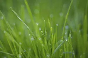 Detailed Plant Structure Drucke: Dew drops on grass