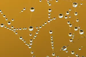 Central Europe Deserted Scenes Drucke: Dew drops in a spider's web
