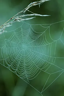 Drucke von Tropfen in Spinne-Netz, Nordrhein-Westfalen, Deutschland Tropfen in Spinne-Netz, Nordrhein-Westfalen, Deutschland Tautropfen-Spinne Drucke: Tropfen in der Spinne-Web.