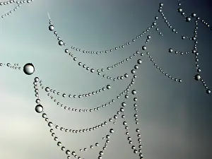 Dew Drop Spider Web Drucke: Dew Drops in spider's web
Dew Drops in spider's web