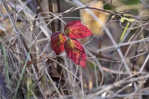 Autumn Mood In Central Europe Drucke: Dewberry (Rubus caesius), leaf