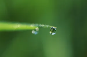 Germany Waterfront Scene Drucke: Dewdrop at blade of grass