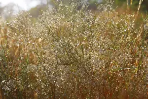 German River Landscape Photography Drucke: Dewdrops backlit in the morning