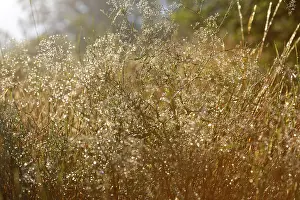 Middle Elbe Biosphere Reserve Drucke: Dewdrops backlit in the morning