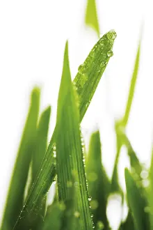 Macro Dew Drops Drucke: Dewdrops on blades of grass