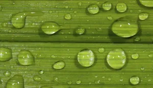 Raindrop Close View Drucke: Dewdrops on leaf