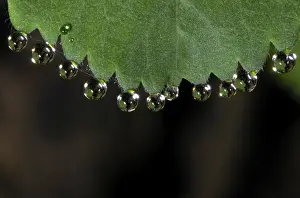 Nature Water Droplets Drucke: Dewdrops on leaf