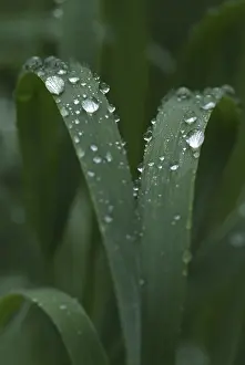 European Flora Botany Drucke: Dewdrops on leaves, Terfner Forchat