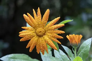Water Drop Photography Drucke: Dewdrops on marigold (calendula)