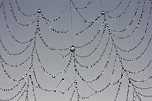Nature Macro Photography Drucke: Dewdrops on a spider web, macro