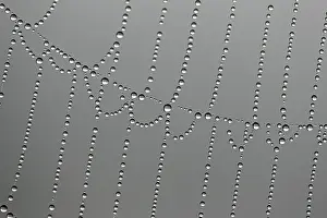 Daytime Outdoor Shots Drucke: Dewdrops on a spider web, macro